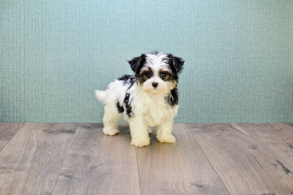 Fluffy Morkie Designer Pup