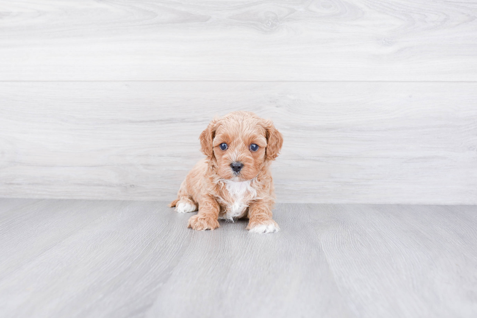 Cavapoo Puppy for Adoption