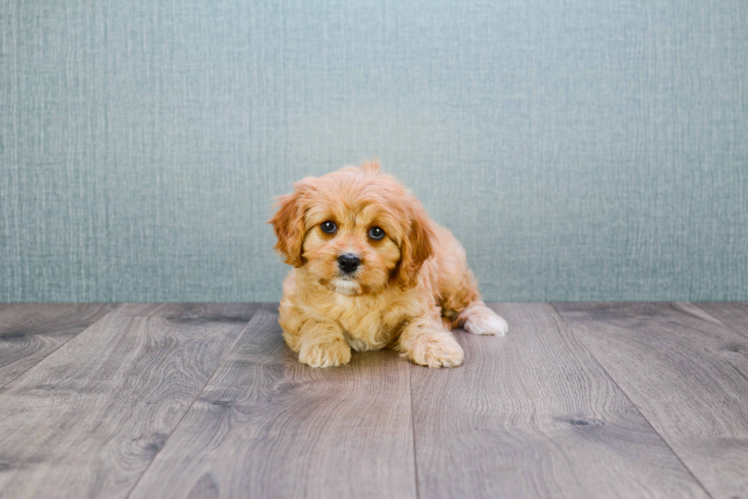 Cavapoo Puppy for Adoption