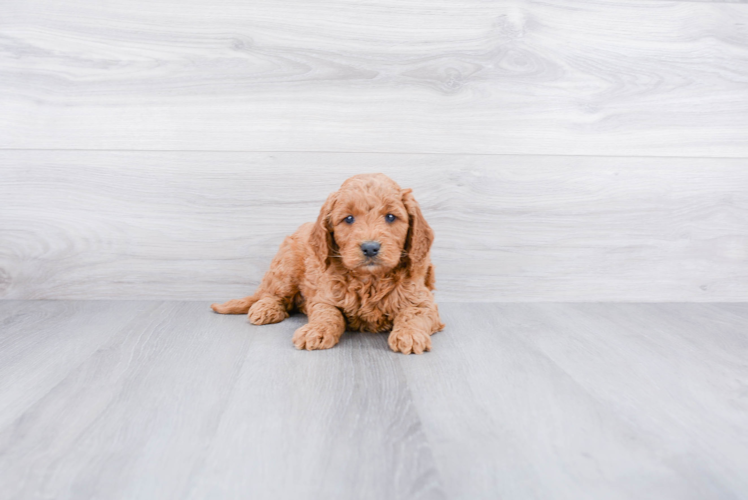 Petite Mini Goldendoodle Poodle Mix Pup