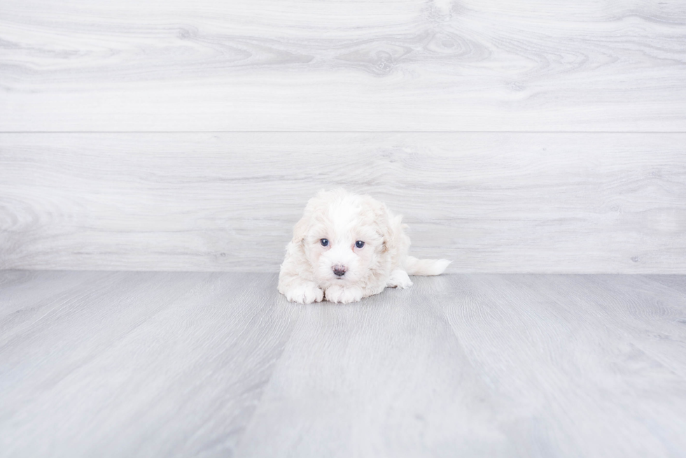 Best Maltipoo Baby