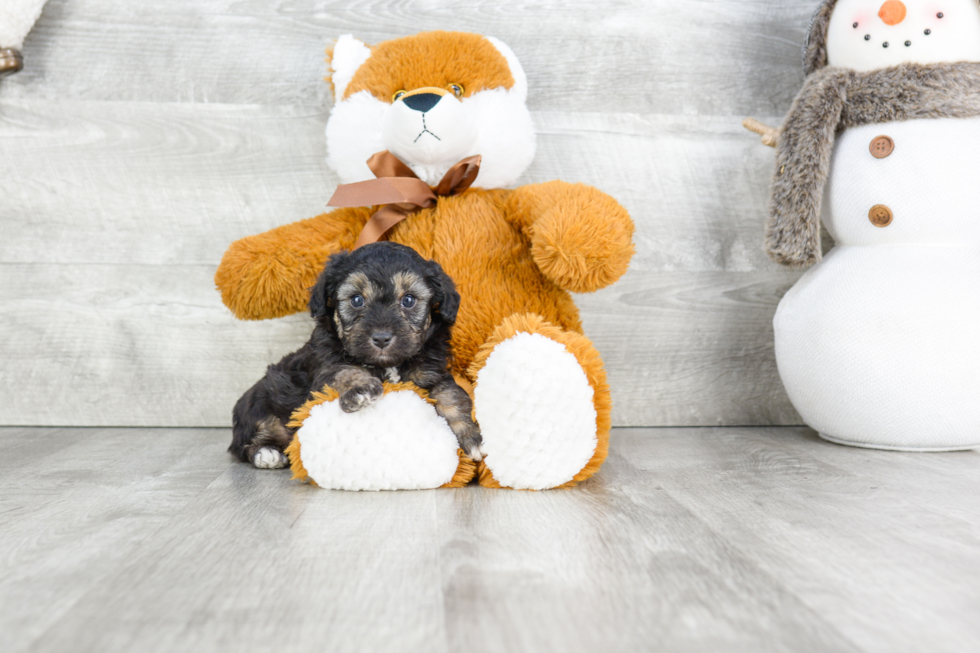 Mini Aussiedoodle Puppy for Adoption