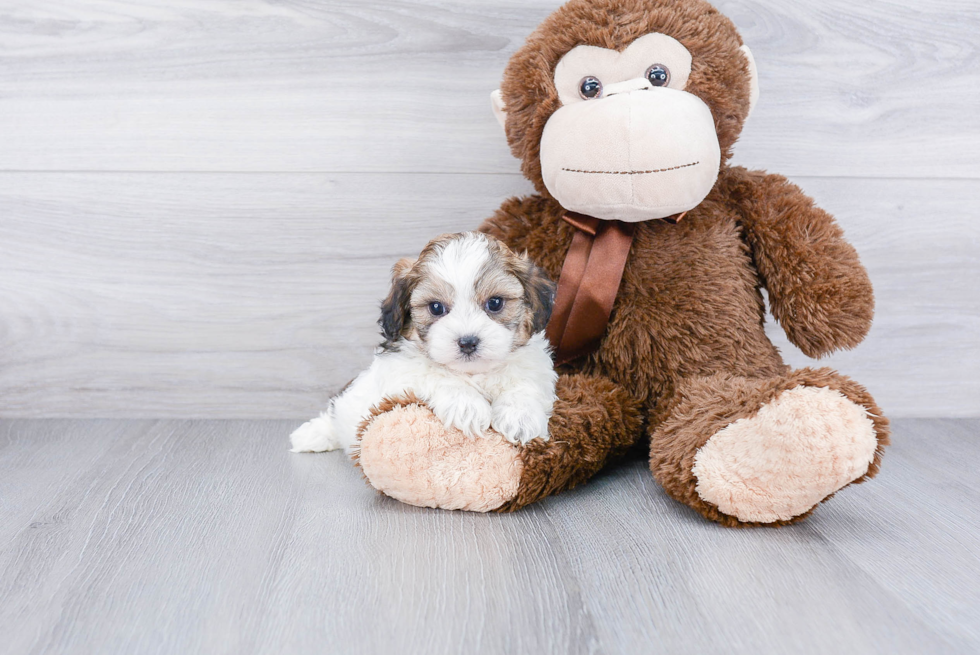 Teddy Bear Pup Being Cute