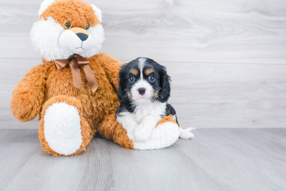 Akc Registered Cavalier King Charles Spaniel Purebred Pup