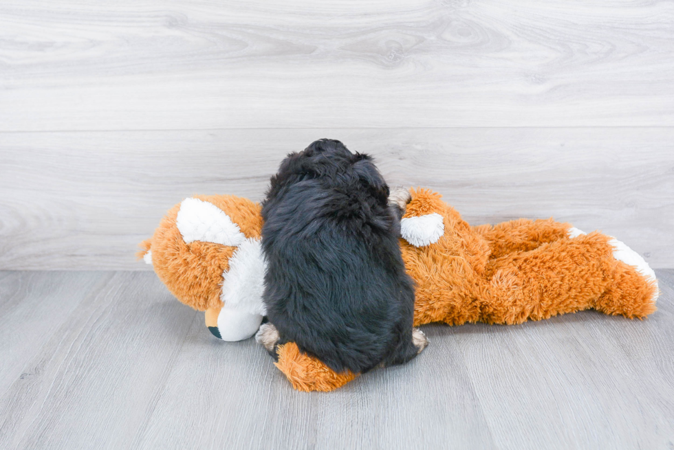 Energetic Aussiepoo Poodle Mix Puppy