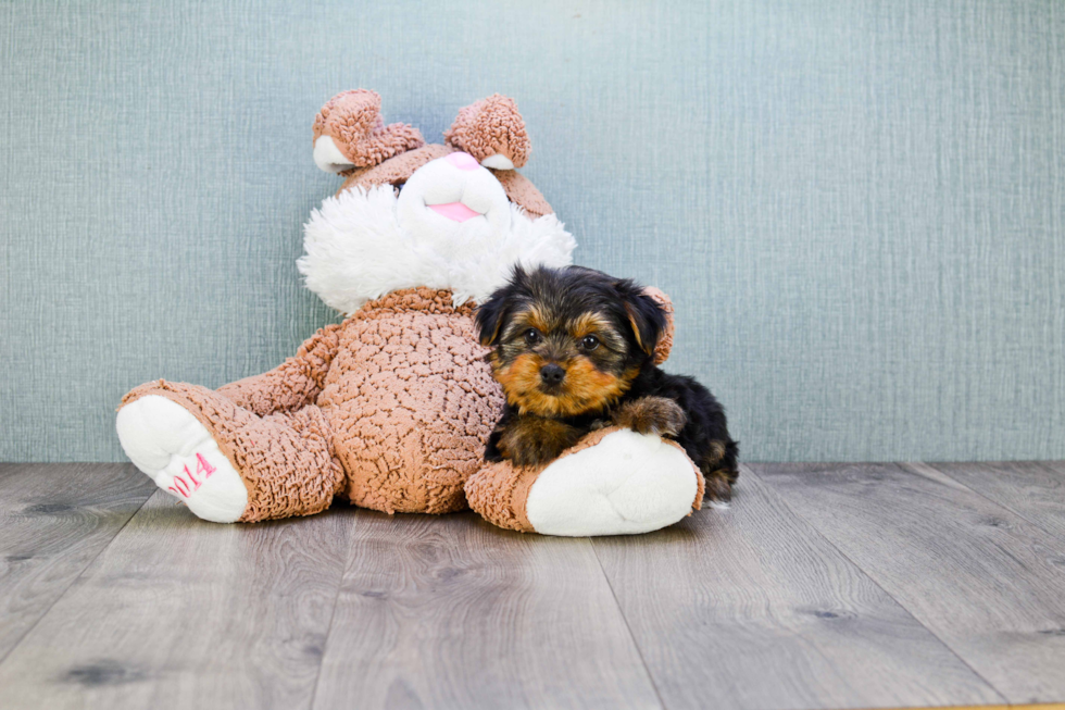 Meet Bella - our Yorkshire Terrier Puppy Photo 