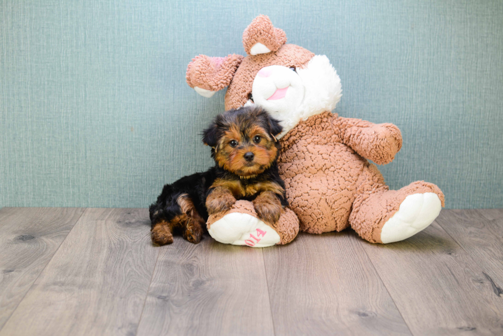 Meet Jeremy - our Yorkshire Terrier Puppy Photo 