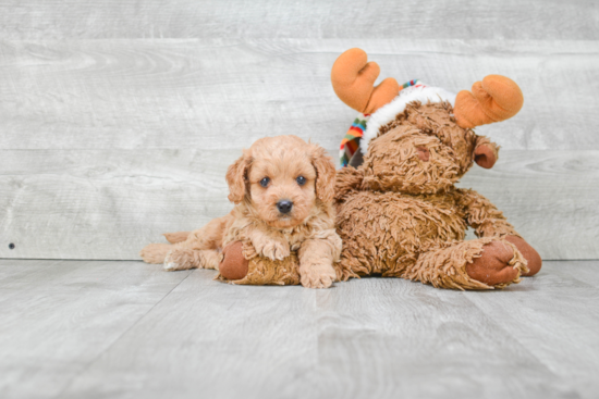 Cavapoo Puppy for Adoption