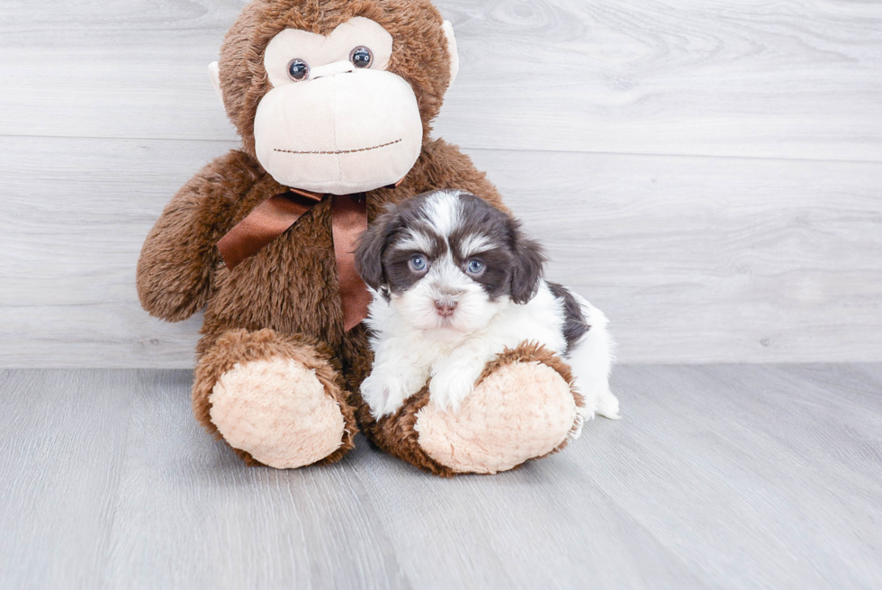 Havanese Pup Being Cute