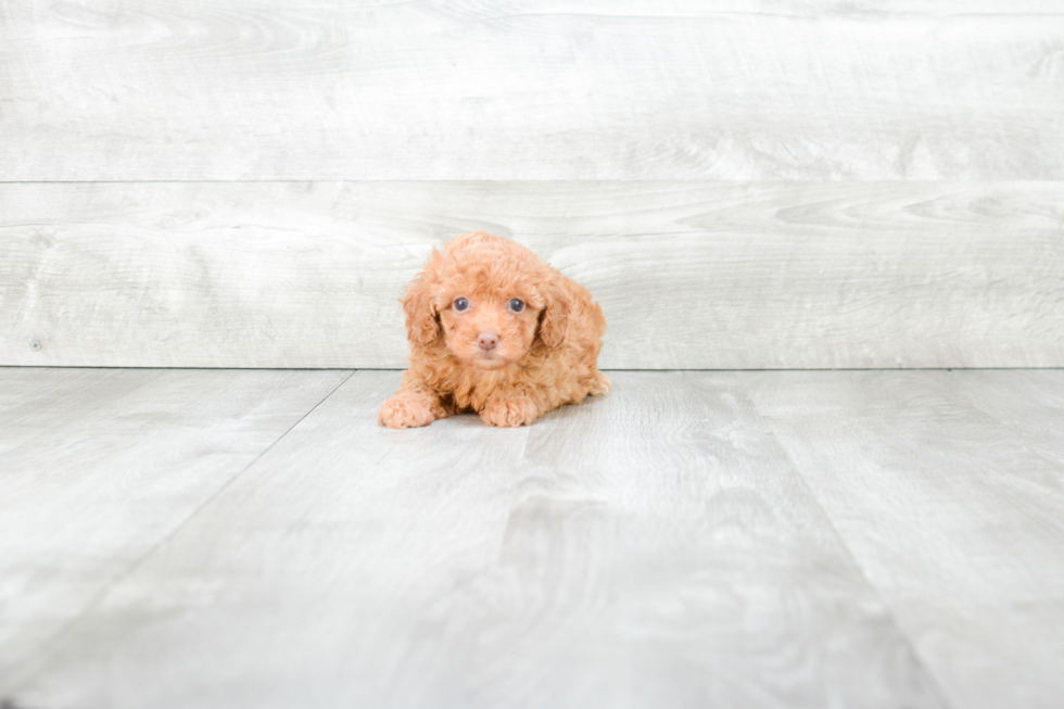 Petite Pudle Purebred Puppy