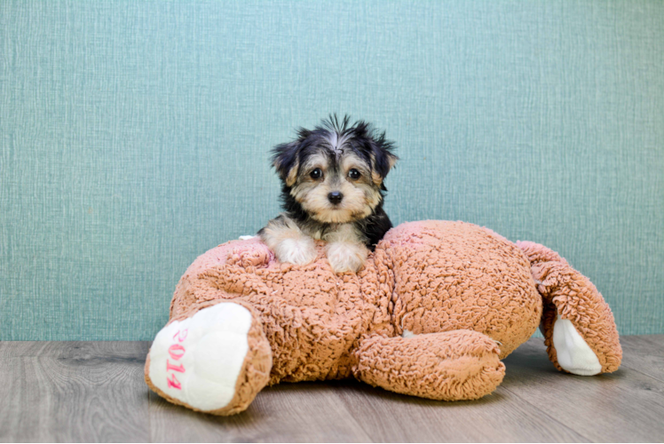 Best Morkie Baby