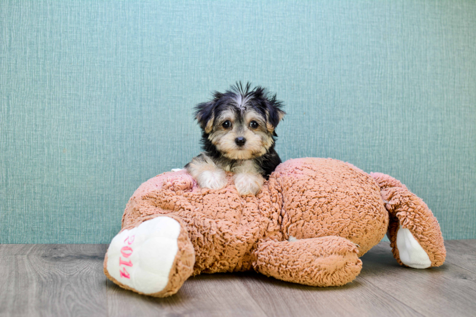 Best Morkie Baby