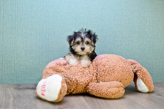 Best Morkie Baby