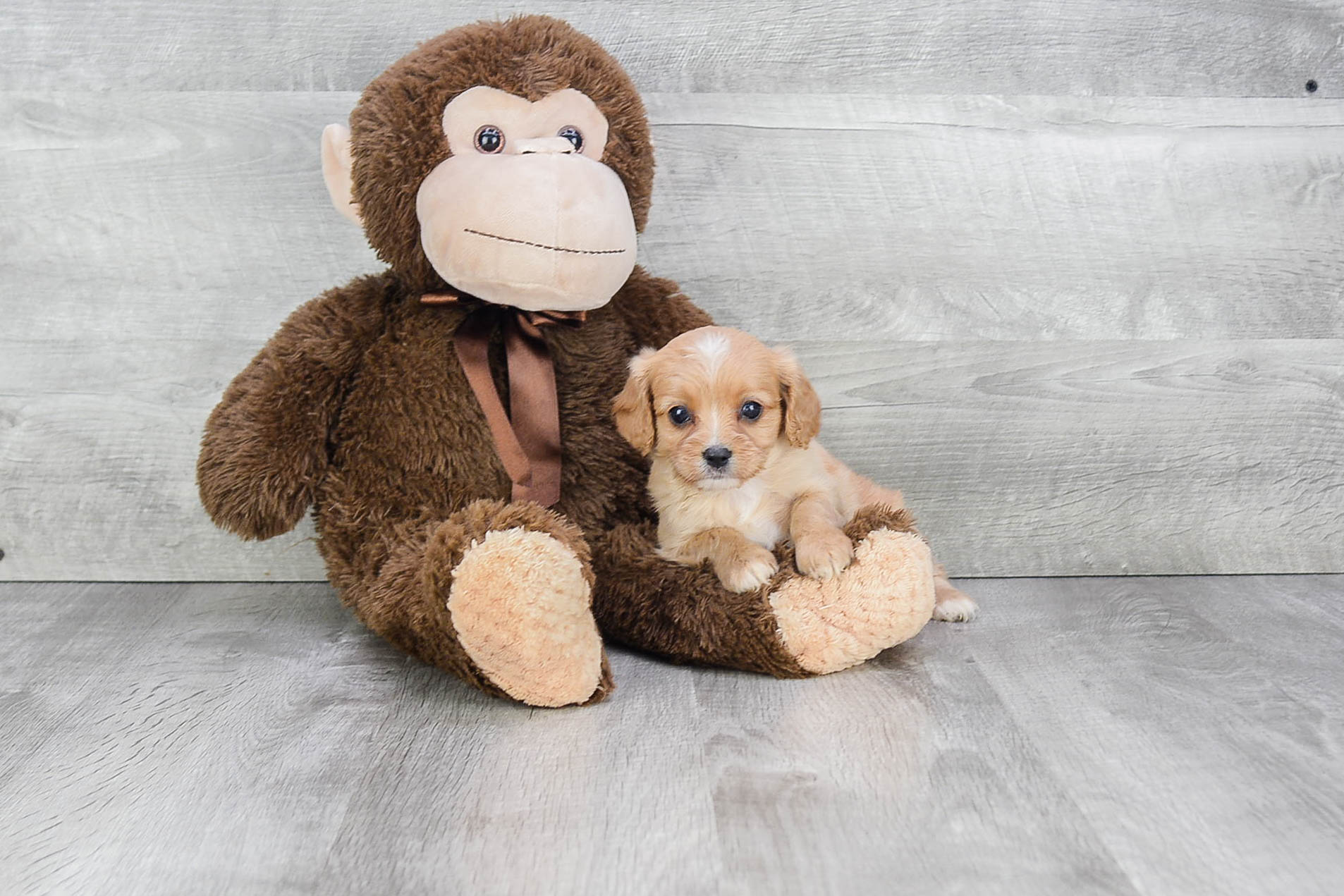Best Cavapoo Baby