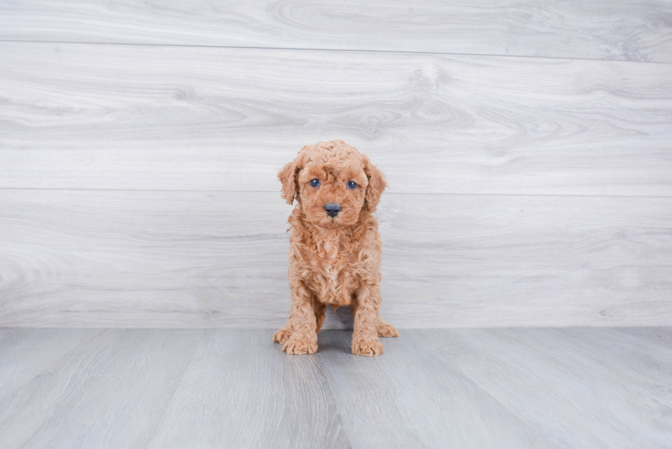 Cockapoo Pup Being Cute