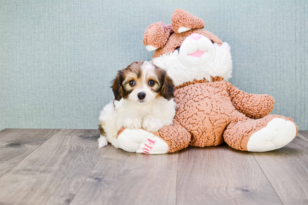 Friendly Cavachon Baby