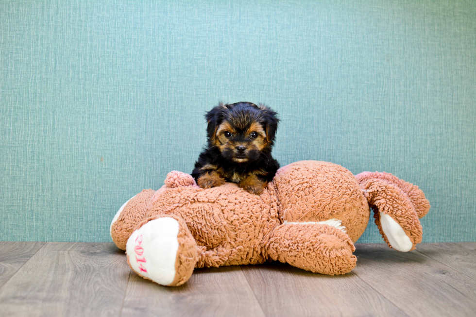 Meet Rascal - our Yorkshire Terrier Puppy Photo 