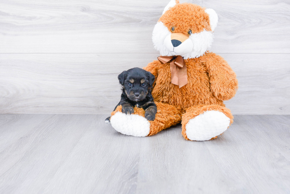 Yorkie Poo Pup Being Cute