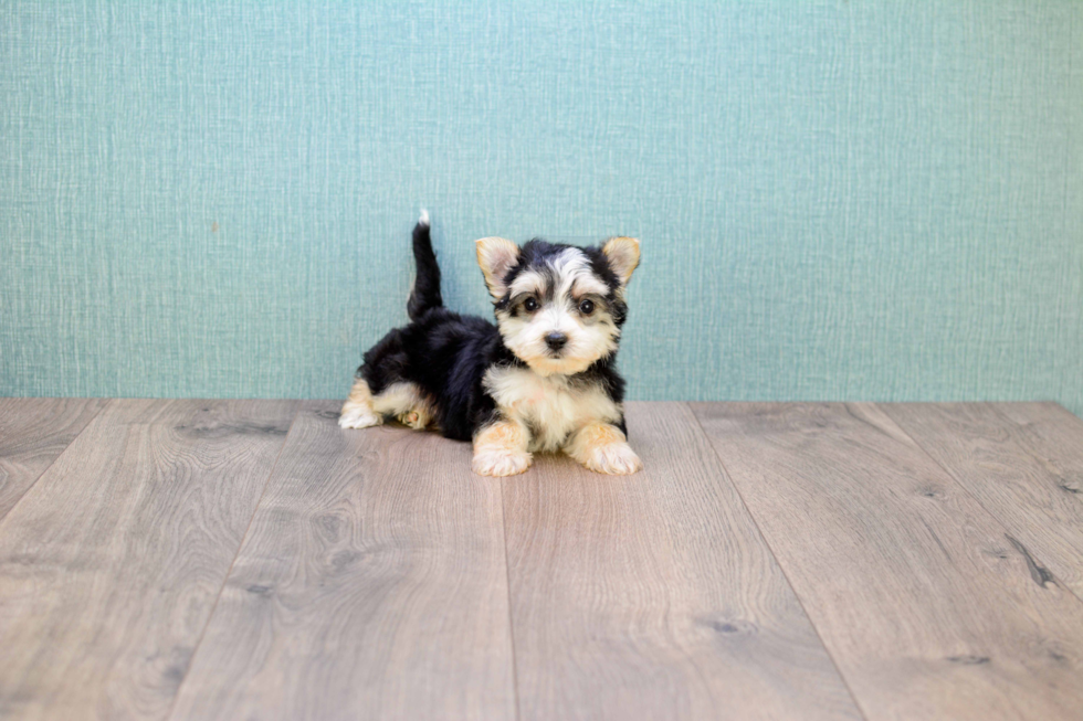 Morkie Puppy for Adoption