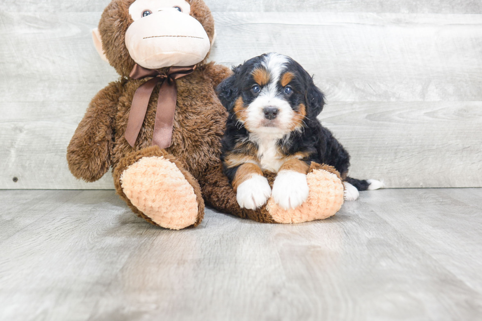 Best Mini Bernedoodle Baby