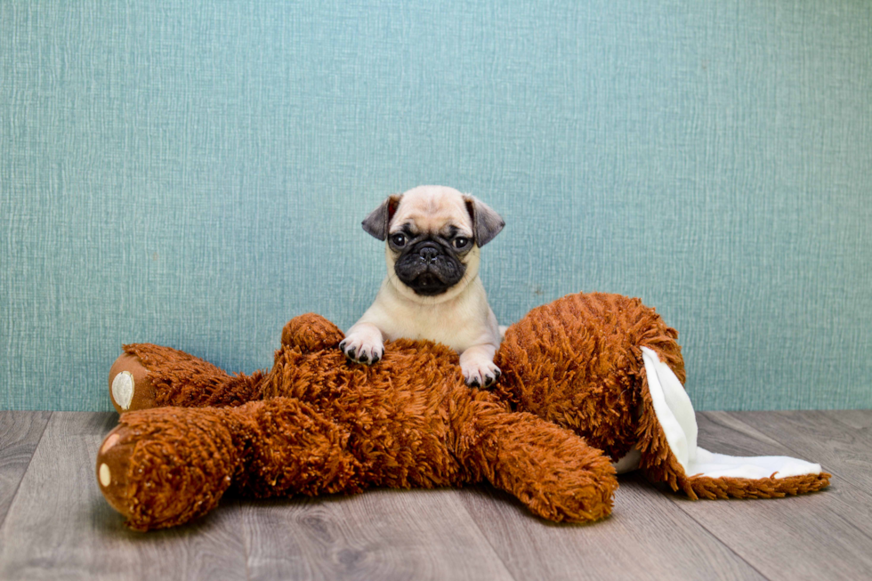 Energetic Pug Purebred Puppy