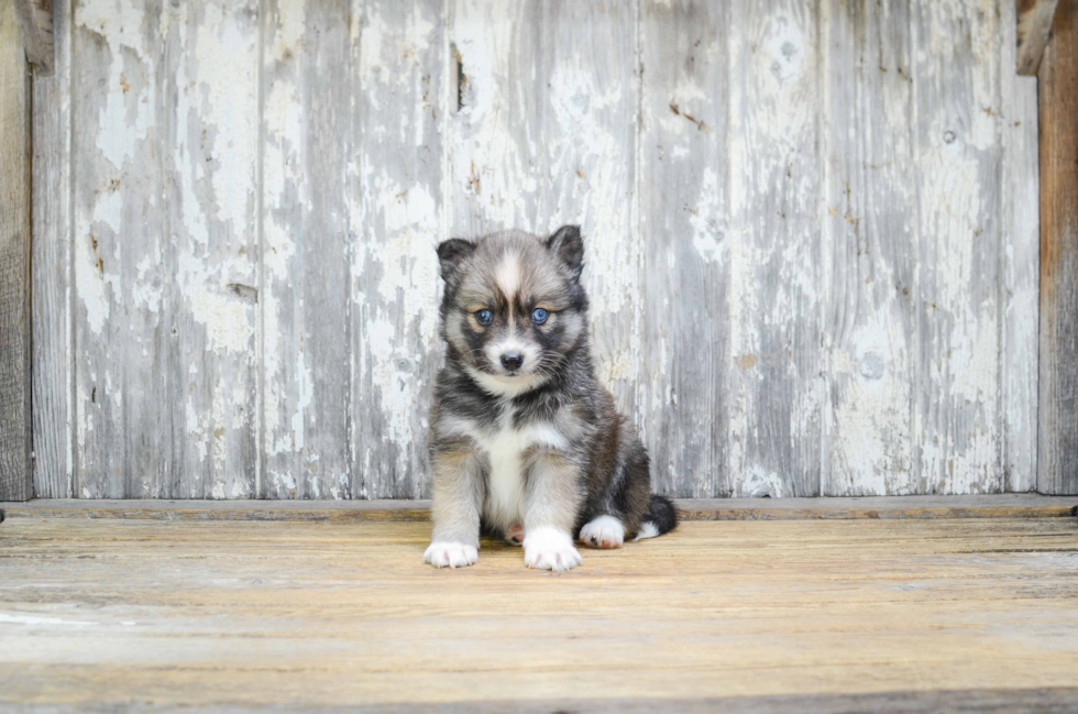 Pomsky Pup Being Cute