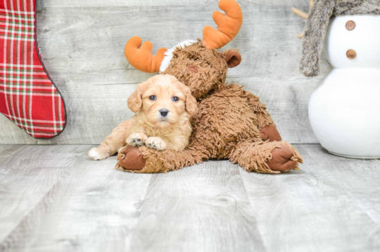 Best Cavachon Baby