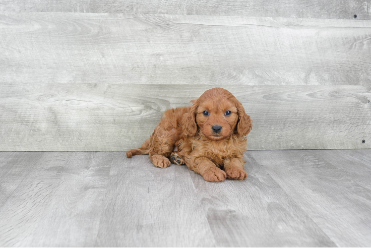 Happy Cavapoo Baby