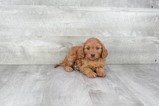 Happy Cavapoo Baby