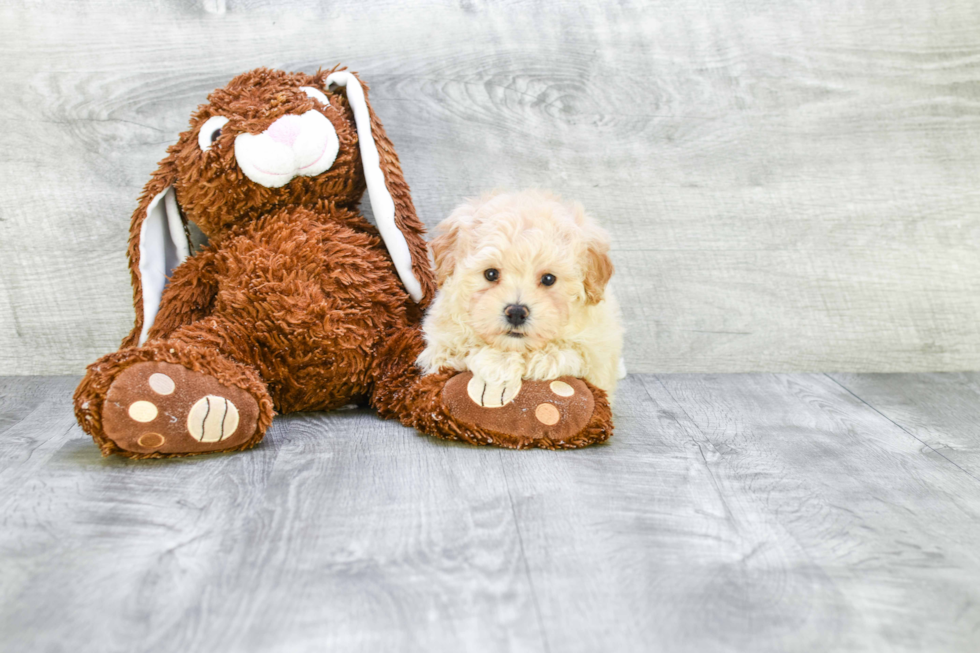 Cute Maltipoo Baby