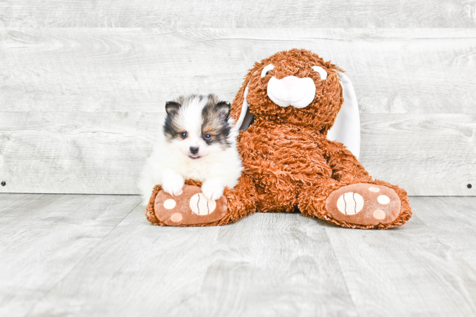 Pomeranian Pup Being Cute