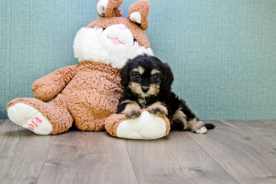 Friendly Cavachon Baby