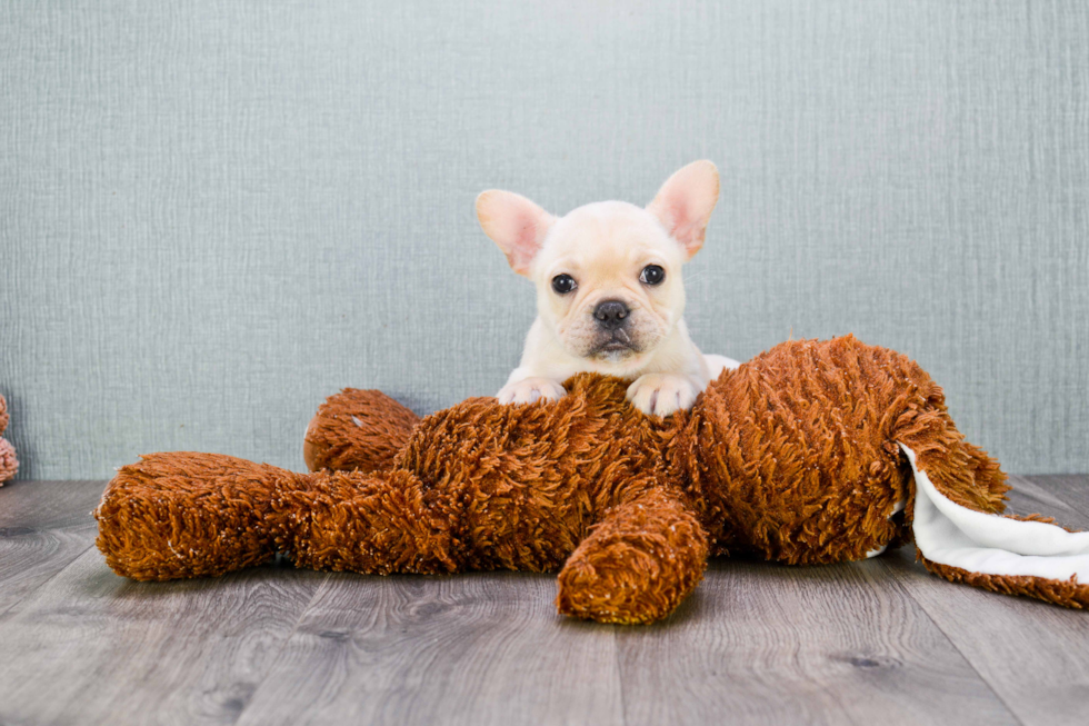 French Bulldog Puppy for Adoption