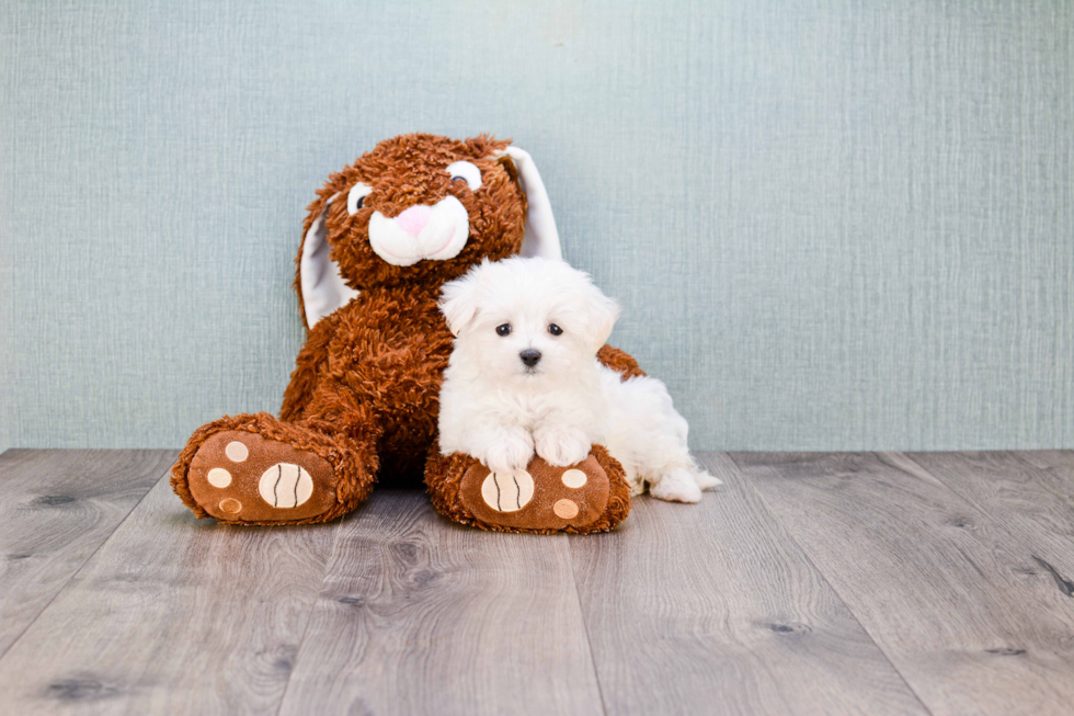 Energetic Maltese Purebred Puppy