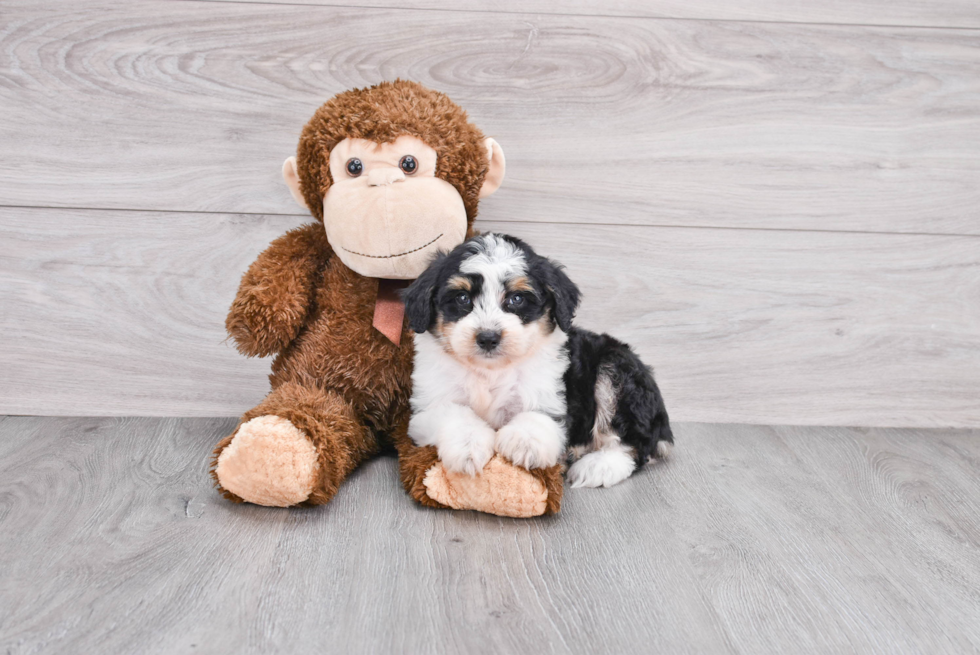 Hypoallergenic Aussiepoo Poodle Mix Puppy