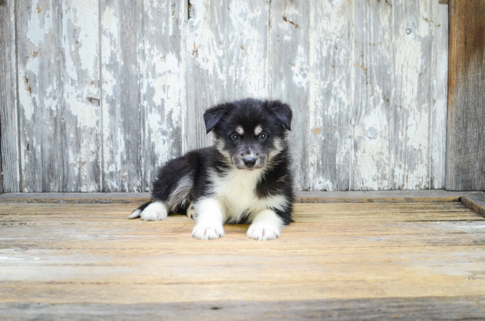 Pomsky Pup Being Cute