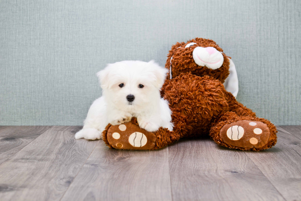 Maltese Pup Being Cute