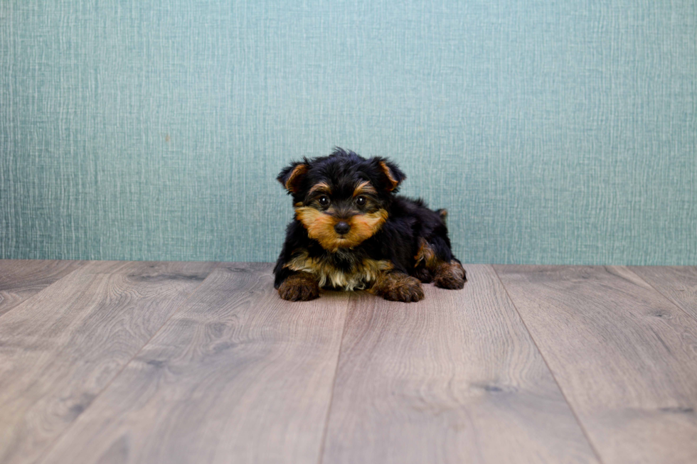 Meet Timmy - our Yorkshire Terrier Puppy Photo 