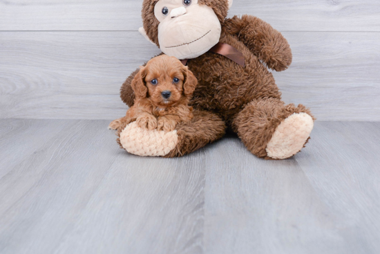 Best Cavapoo Baby