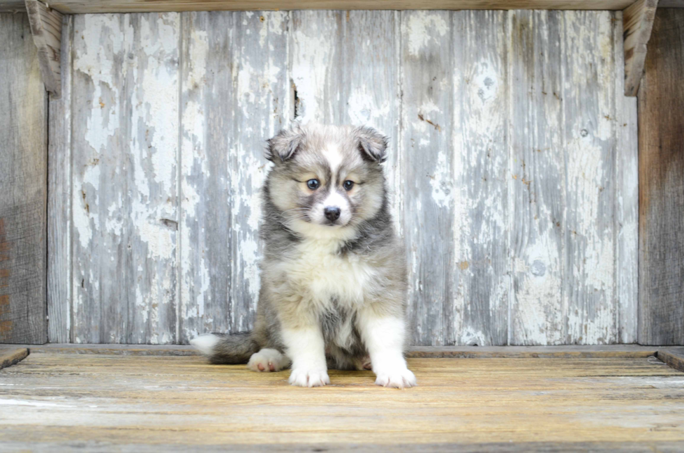 Pomsky Pup Being Cute