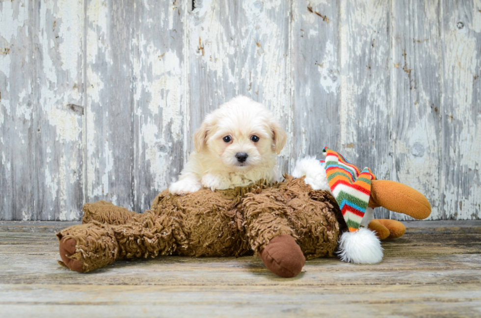 Little Maltepoo Poodle Mix Puppy