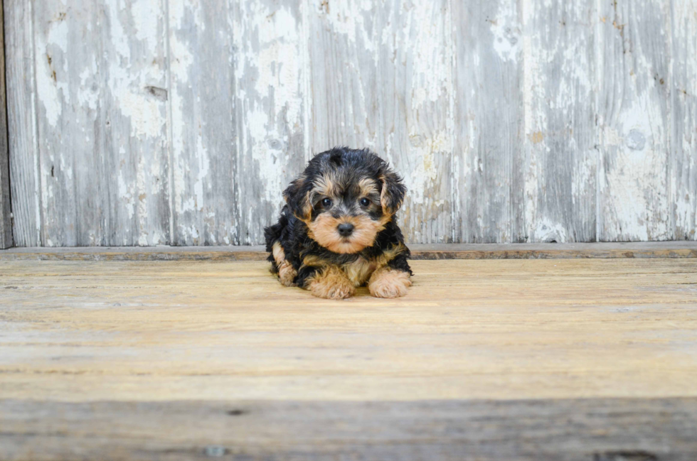 Best Yorkie Poo Baby