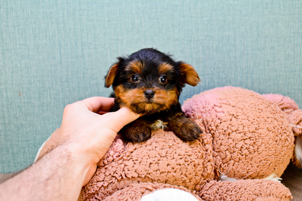 Meet Twinkle - our Yorkshire Terrier Puppy Photo 