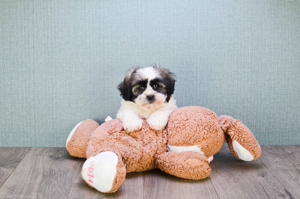 Little Shitzu Designer Puppy