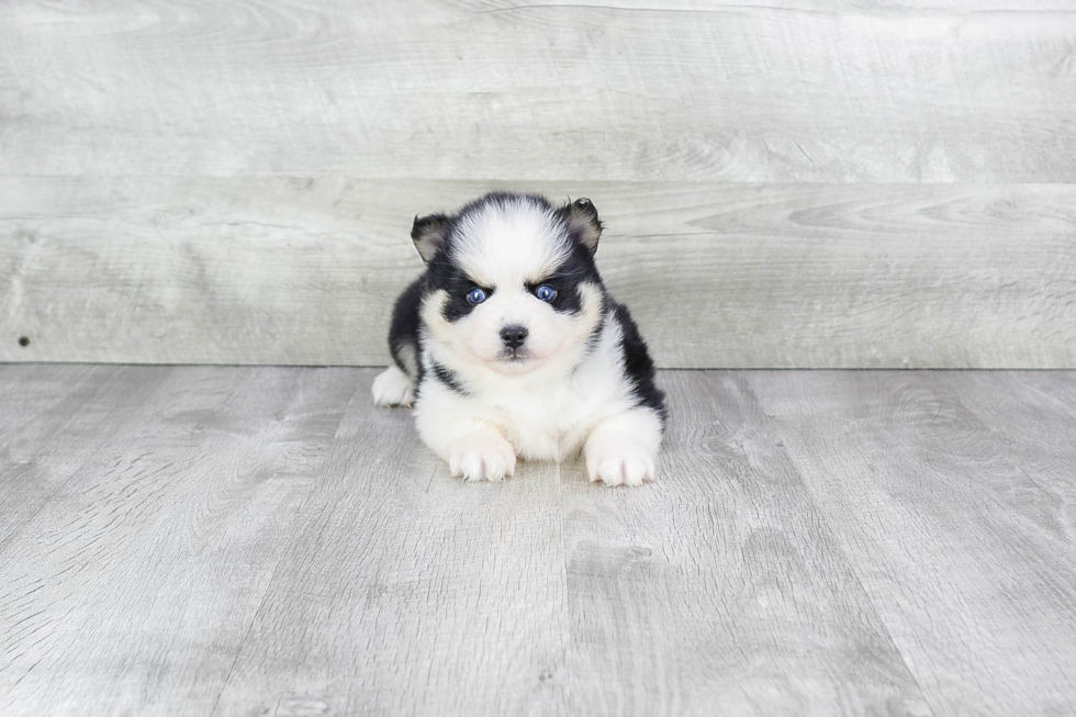 Pomsky Pup Being Cute