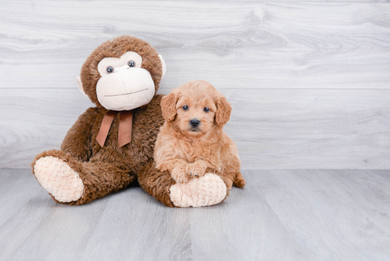 Mini Goldendoodle Pup Being Cute