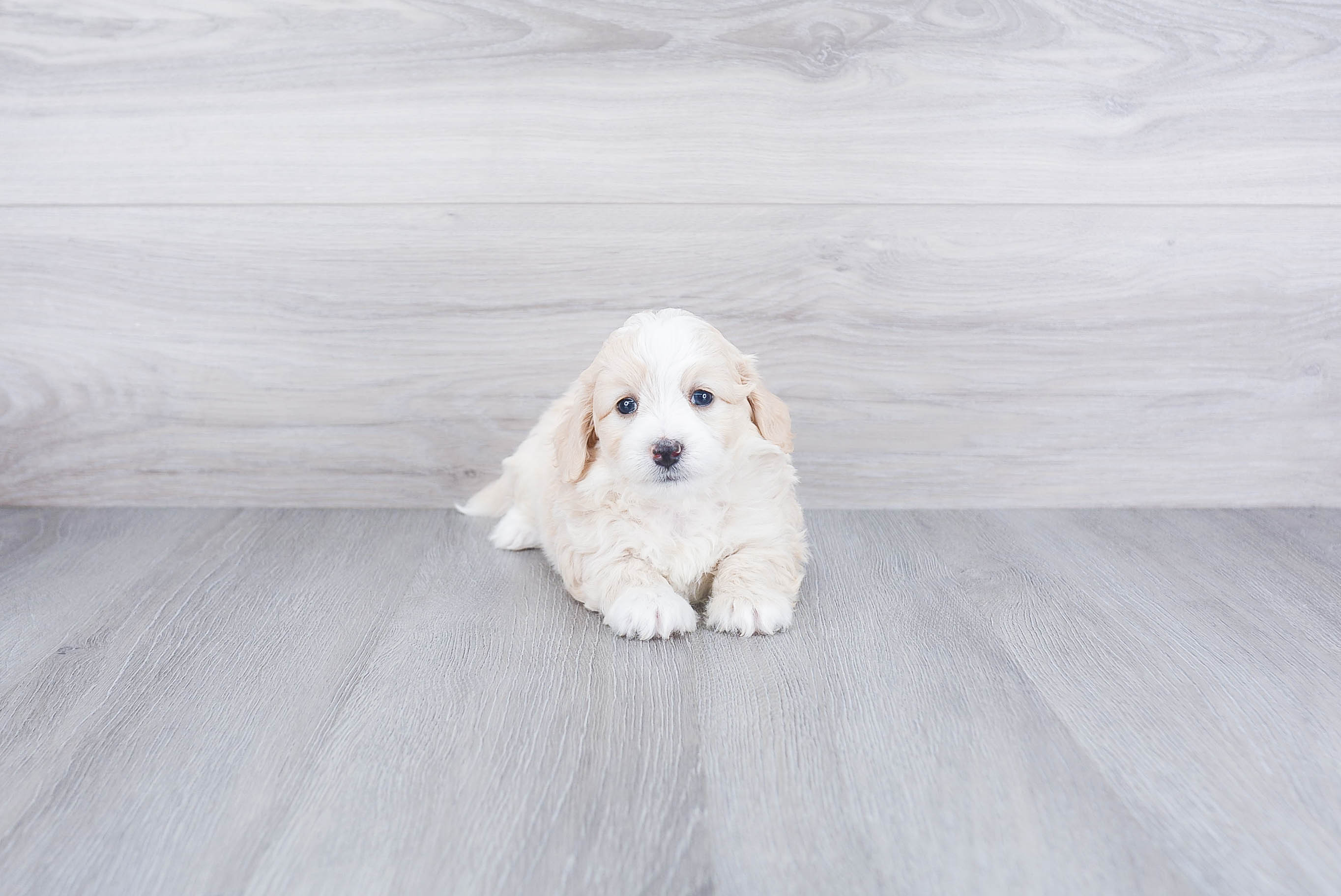 Mini Bernedoodle Pup Being Cute