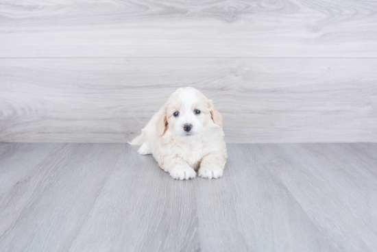 Mini Bernedoodle Pup Being Cute