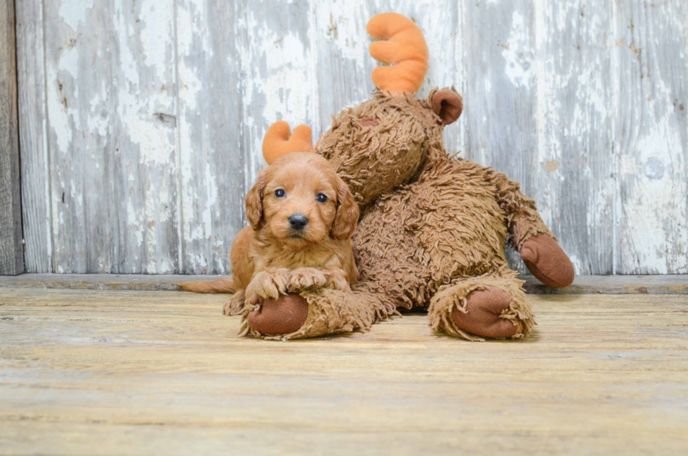 Playful Golden Retriever Poodle Mix Puppy