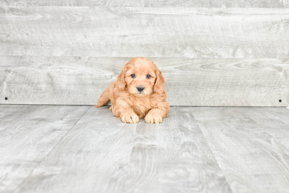 Happy Mini Goldendoodle Baby